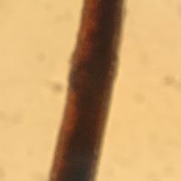Sciuro-hypnum populeum image