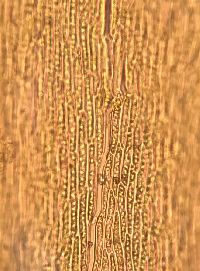 Brachythecium campestre image