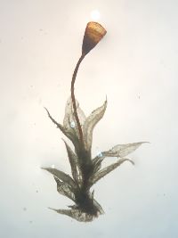 Tortula truncata image