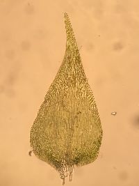 Isopterygiella pulchella image
