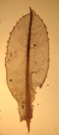 Mnium spinulosum image