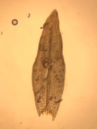 Lewinskya elegans image