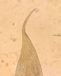 Brachytheciastrum velutinum image