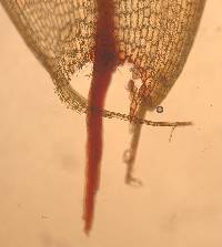 Ptychostomum pseudotriquetrum image