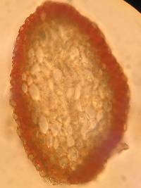 Pseudohygrohypnum fertile image