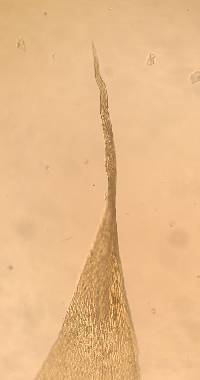 Campylium stellatum image