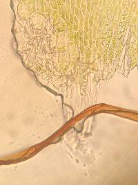 Herzogiella striatella image