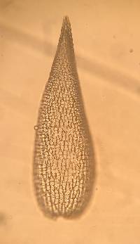 Sphagnum fimbriatum image