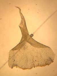 Rhytidiadelphus subpinnatus image