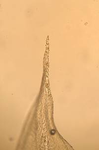 Leucodon curvirostris image