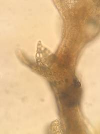 Cephaloziella hampeana image