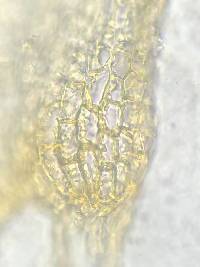 Pleurozium schreberi image