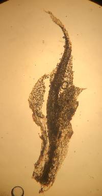 Splachnum ampullaceum image