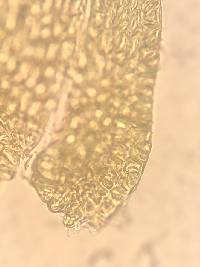 Homomallium adnatum image