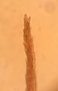 Dicranodontium denudatum image