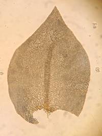 Cryphaea glomerata image