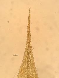 Dendropogonella rufescens image