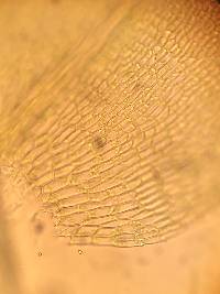Callicostella pallida image