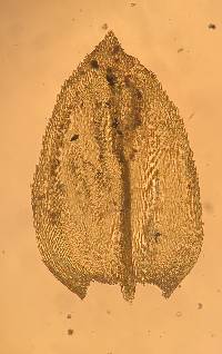 Oxyrrhynchium hians image