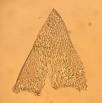 Sphagnum angustifolium image