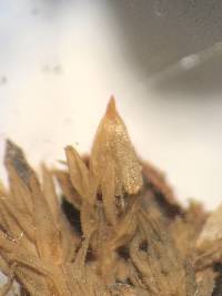 Orthotrichum stellatum image