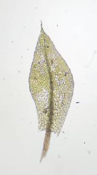 Rosulabryum capillare image