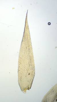 Acroporium pungens image