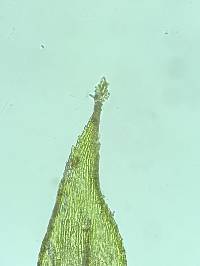 Brachythecium falcatum image