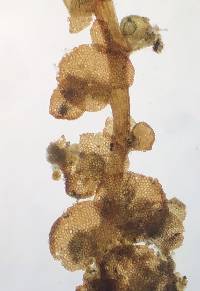 Frullania eboracensis image