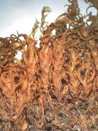 Bryoerythrophyllum recurvirostrum image