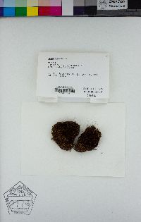 Imbribryum miniatum image