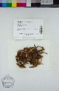 Rhytidiopsis robusta image