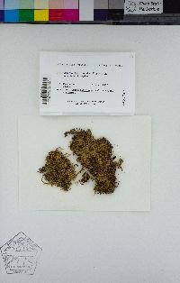 Homalothecium nuttallii image