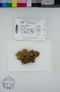 Sphagnum lescurii image