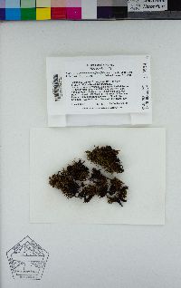 Bucklandiella affinis image