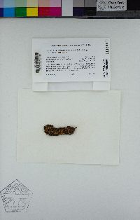 Homalothecium nuttallii image