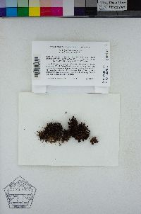 Syntrichia montana image