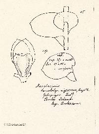 Marchesinia brachiata image