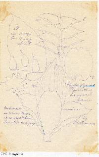 Ptychanthus striatus image