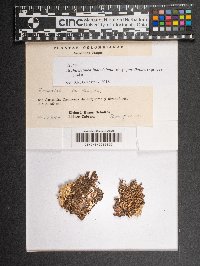 Archilejeunea ludoviciana subsp. porelloides image