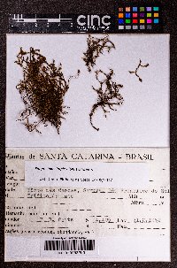 Plagiochila simplex image