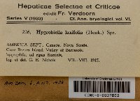 Hygrobiella laxifolia image