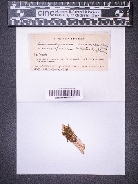 Cheilolejeunea rigidula image