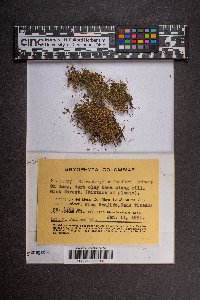 Micropterygium lechleri image