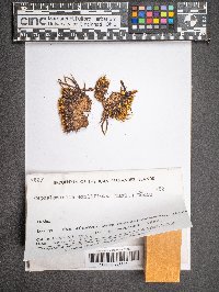 Cephaloziella exiliflora image