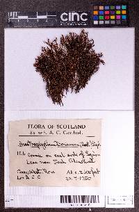 Anastrophyllum donnianum image