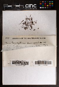 Anastrophyllum auritum image