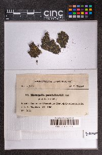 Marsupella pseudofunckii image