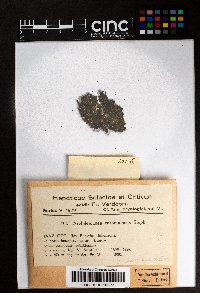 Spruceanthus planiusculus image