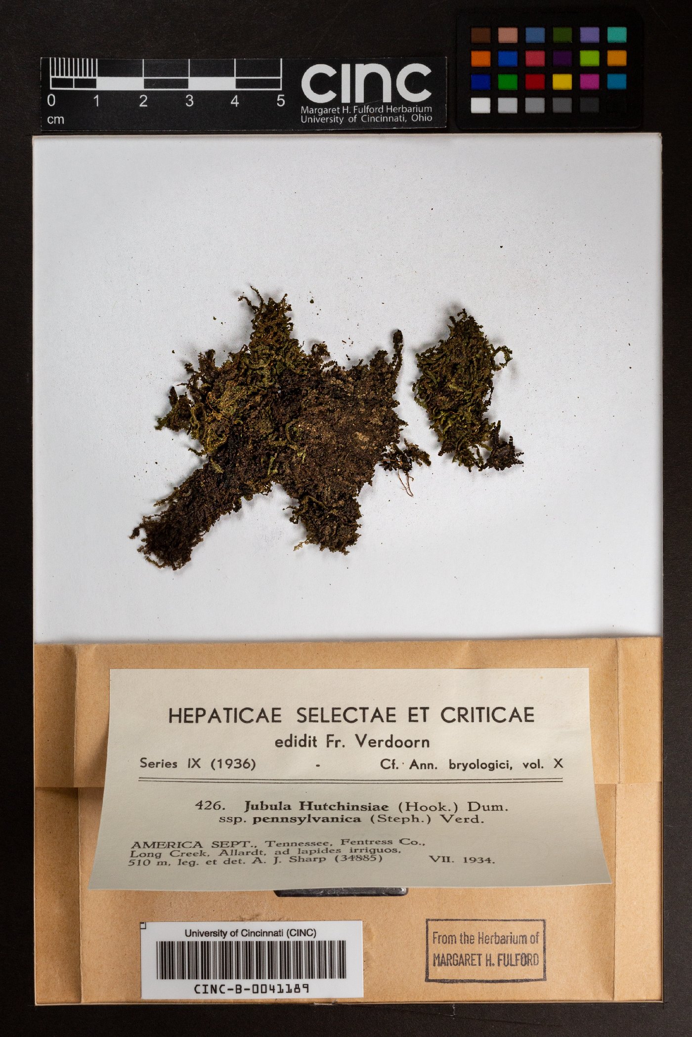 Jubula hutchinsiae subsp. pennsylvanica image